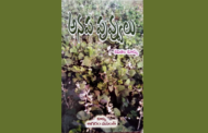 అనప పువ్వులు - పుస్తక పరిచయం