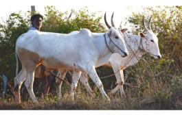 రైతన్నా..!!