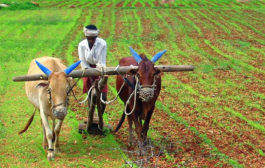 సొట్టచెంపల మనిషి