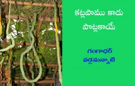 కట్లపాము కాదు పొట్లకాయే