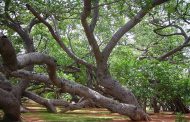 భక్తి పర్యటన (ఉమ్మడి) మహబూబ్‌నగర్ జిల్లా – 5: పిల్లల మఱ్ఱి