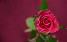 ప్రేమంటే ఒక దాహం