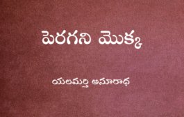 పెరగని మొక్క