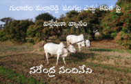 గులాబీల మల్లారెడ్డి 'పనిగల్ల ఎద్దు' కవిత పై విశ్లేషణా వ్యాసం