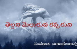 తెల్లని మెలుకువ కప్పుకుని