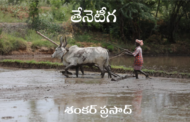తేనెటీగ
