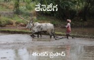తేనెటీగ