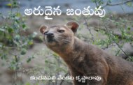 అరుదైన జంతువు