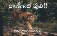 రాణీగారి పులి!!