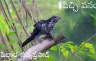 పిచ్చి వనం