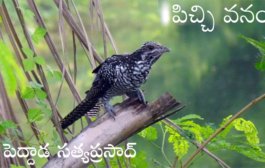 పిచ్చి వనం
