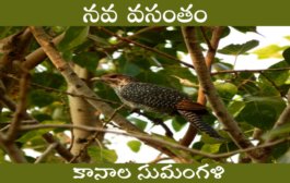 నవ వసంతం