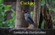 Cuckoo
