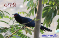 ఉగాది..!