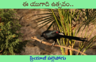 ఈ యుగాది ఉత్సవం..