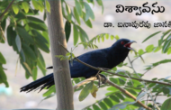 విశ్వావసు