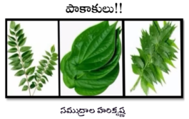 పాకాకులు!!