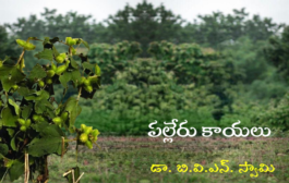 ‘పల్లేరు కాయలు’ కొత్త ధారావాహిక ప్రారంభం - ప్రకటన
