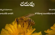 చదువు