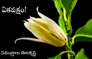 ఏకపక్షం!
