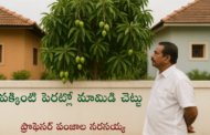 పక్కింటి పెరట్లో మామిడి చెట్టు