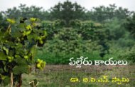 ‘పల్లేరు కాయలు’ కొత్త ధారావాహిక ప్రారంభం - ప్రకటన