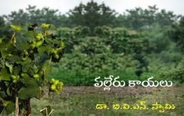 ‘పల్లేరు కాయలు’ కొత్త ధారావాహిక ప్రారంభం - ప్రకటన