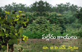‘పల్లేరు కాయలు’ కొత్త ధారావాహిక ప్రారంభం - ప్రకటన
