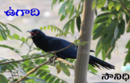 ఉగాది