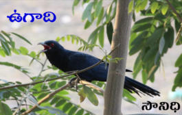 ఉగాది
