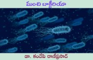మంచి బ్యాక్టీరియా