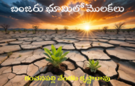 బంజరు భూమిలో మొలకలు