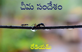 చీమ సందేశం