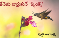 తేనెను జుర్రుకునే ‘స్ఫింక్స్’