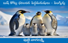 బుష్ కోట్లు ధరించిన పెద్దమనుషులు - పెంగ్విన్లు