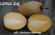 సపోటా పళ్లు