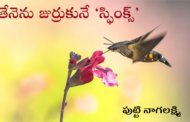తేనెను జుర్రుకునే ‘స్ఫింక్స్’