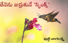 తేనెను జుర్రుకునే ‘స్ఫింక్స్’