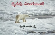ధృవపు ఎలుగుబంటి