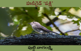 హనీగైడ్ ‘పక్షి’