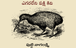 ఎగరలేని పక్షి కివి