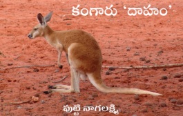 కంగారు ‘దాహం’