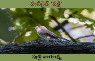 హనీగైడ్ ‘పక్షి’
