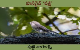 హనీగైడ్ ‘పక్షి’