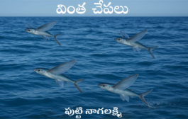 వింత చేపలు