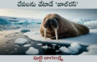 చేపలను వేటాడే ‘వాల్‌రస్’